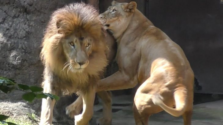 ルナ(♀)がガオウ(♂)に積極的💗ライオンのカップル【天王寺動物園】