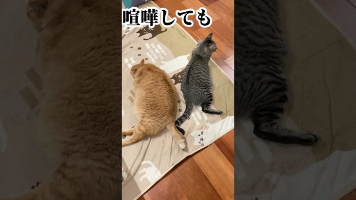 口下手カップルみたいな仲直りをする猫達＃shorts