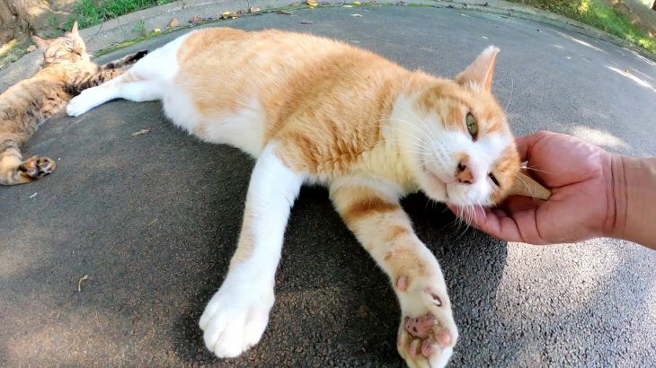 おじいちゃんと孫くらいの歳の差がある猫カップルが仲良くモフられる