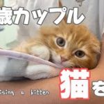 【初投稿】24歳カップルが子猫を迎えた日🐱🐾|準備したもの、出会い、お迎え理由紹介！#サイベリアン #子猫 #子猫お迎え #猫のいる暮らし #猫 #お迎え #kitten #siberiancat