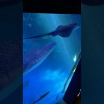 のとじま水族館その４ #カップル #カップルチャンネル #のとじま水族館