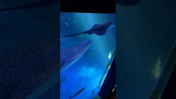 のとじま水族館その４ #カップル #カップルチャンネル #のとじま水族館