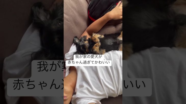 我が家の愛犬が赤ちゃん過ぎてかわいい件WWWW #カップルチャンネル #カップル #チワックス #愛犬 #犬がいる暮らし